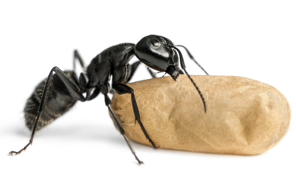 Pest Id Black Carpenter Ants Houseman Pest